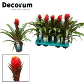 GUZMANIA  M13  PUNTA