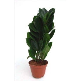 ZAMIOCULCAS ZENZI M 9  2 VARES