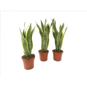 SANSEVIERIA M14- 45cm. laurentii