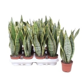 SANSEVIERIA M 9 laurentii