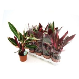 CALATHEA  M14 TRIOSTAR