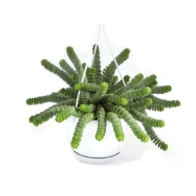 CRASSULA HOTTENTOT  M14 COLGAR