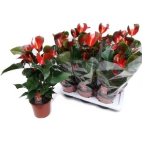 ANTHURIUM  M17 DYNAMITE RED