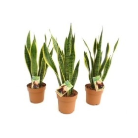 SANSEVIERIA M17- 70cm. LAURENTII