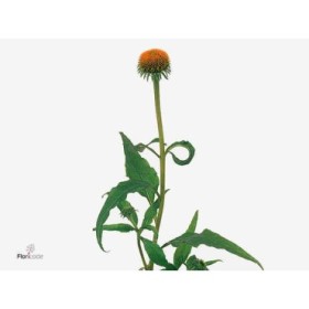 FLOR, ECHINACEA PURPUREA  x10 tiges.