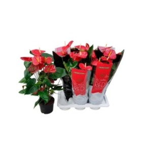 ANTHURIUM  M17 OKLAHOMA flor grande