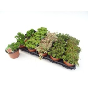 SEDUM MIX M11