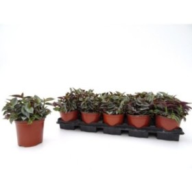 TRADESCANTIA ZEBRINA 11