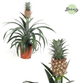 ANANAS  M12 piña