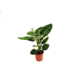 DIEFFENBACHIA  M17 reflector