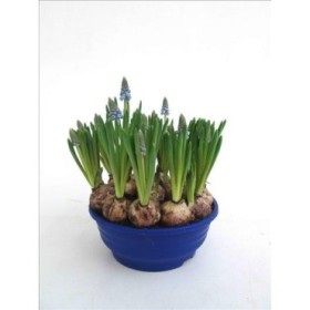 MUSCARI  M16