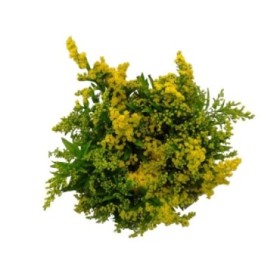 FLOR, SOLIDAGO paq. x5 tiges.