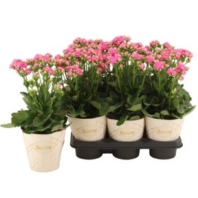 KALANCHOE SUNNY PINK BRUSHED M14