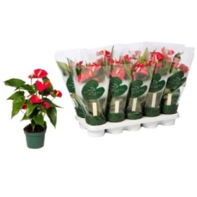 ANTHURIUM  M12 ARISTO rojo