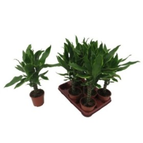 DRACAENA STEDNERII VARIEGATA 1 tronc M12