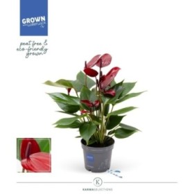 ANTHURIUM  M 9 BANDEROLA LAVA