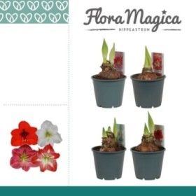 AMARYLLIS   M13  2 botones de flor