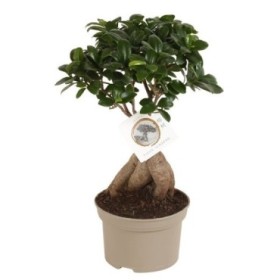 FICUS GINGEIN  M15