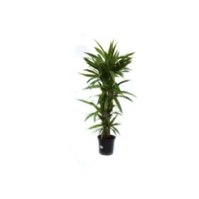 DRACAENA DEREMENSIS 120.90.60.30 M25  170cm