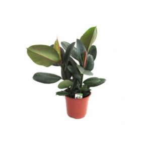 FICUS ROBUSTA, 3 plantes M19- 90cm.