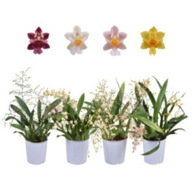 ONCIDIUM  M 9- TWINKLE MIX