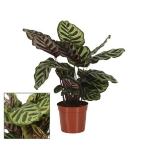 CALATHEA  M17 MAKOYANA