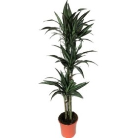 DRACAENA DEREMENSIS 90-60-30 M22