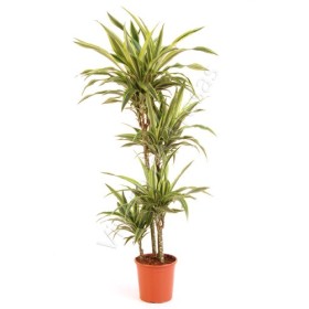 DRACAENA DEREMENSIS LEMON LIME 90.60.30 M22-150c