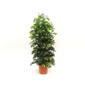 SCHEFFLERA  M33- GRUPO