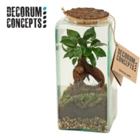 TERRARI FICUS GINSENG D11 H25 Eris