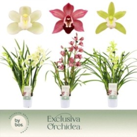 CYMBIDIUM 3 branca M 9 H40