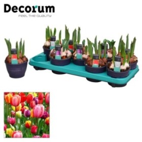 TULIPANES M12  MIX