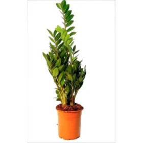 ZAMIOCULCAS  M24-115cm.