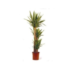 YUCCA 3 troncs  M22 90.60.30