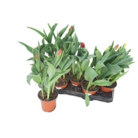 TULIPA 3 BULBOS M13