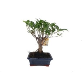 BONSÁI  5 ANYS FICUS RETUSA