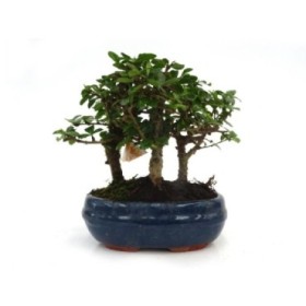 BONSAI  9 AÑOS CARMONA MICROPHYLLA Bosque