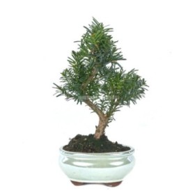 BONSAI 9 AÑOS TAXUS MEDIA