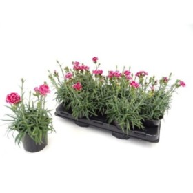 DIANTHUS MONDRIAN M13