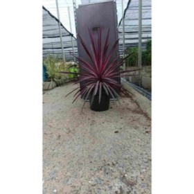 CORDYLINE PINK PASSION M20-100cm.