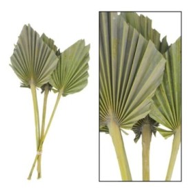 F.SECA, Palm spear M VERDE 36x18cm 4pc