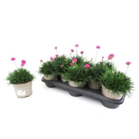 ARMERIA MARITIMA M13