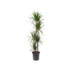 DRACAENA MARGINATA, 5 troncs-M30 190cm.