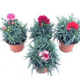 DIANTHUS CARNELIA M13