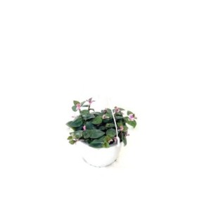 TRADESCANTIA BLUSHING BRIDE T17