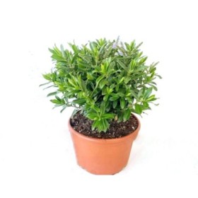 HEBE ANDERSONII VERDE 6L