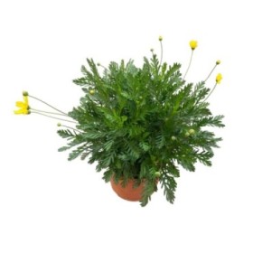 EURYOPS CHRYSANTEMOIDES M20