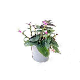 TRADESCANTIA BLUSHING BRIDE M11