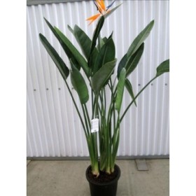 STRELITZIA REGINAE  M30