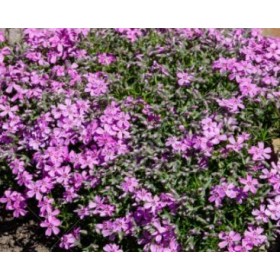 PHLOX SUBULATA M13